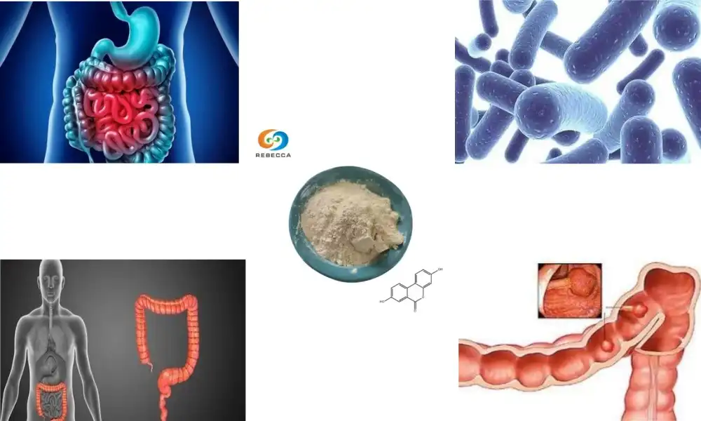 Urolithin A Absorption: What Affects Its Effectiveness?